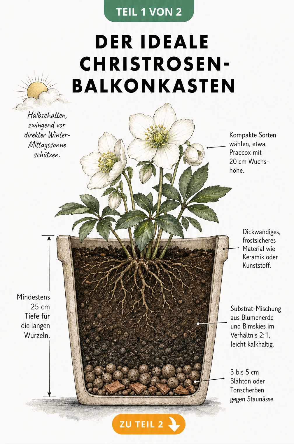Querschnitt-Illustration eines Balkonkastens mit Christrose, Blähton-Drainage und Substrat-Mischung