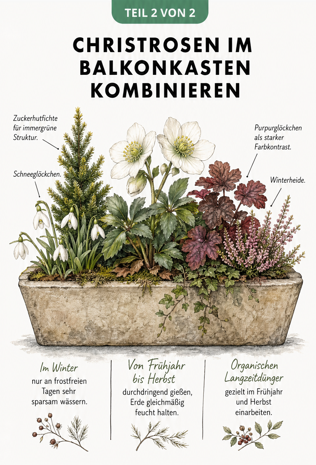 Illustration eines bepflanzten Balkonkastens mit Christrose, Zuckerhutfichte, Schneeglöckchen und Purpurglöckchen