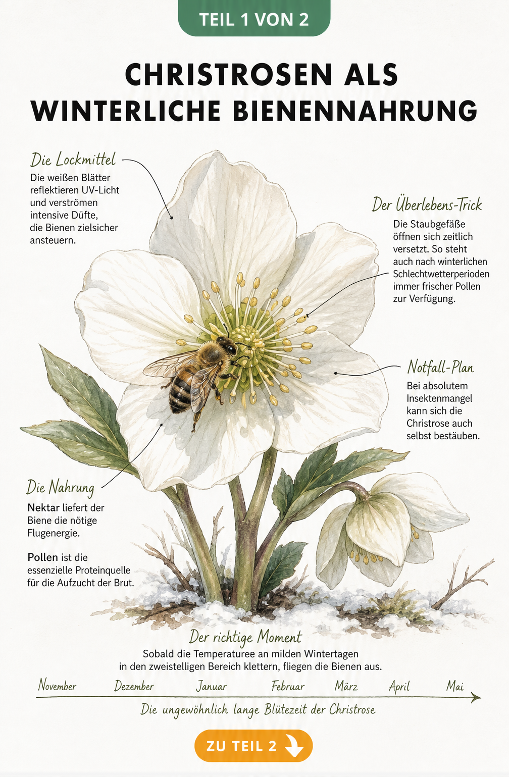 Botanische Illustration einer weißen Christrose mit einer Honigbiene auf den Staubgefäßen, umgeben von Erklärungen zu Nektar, Pollen und Blütezeit.