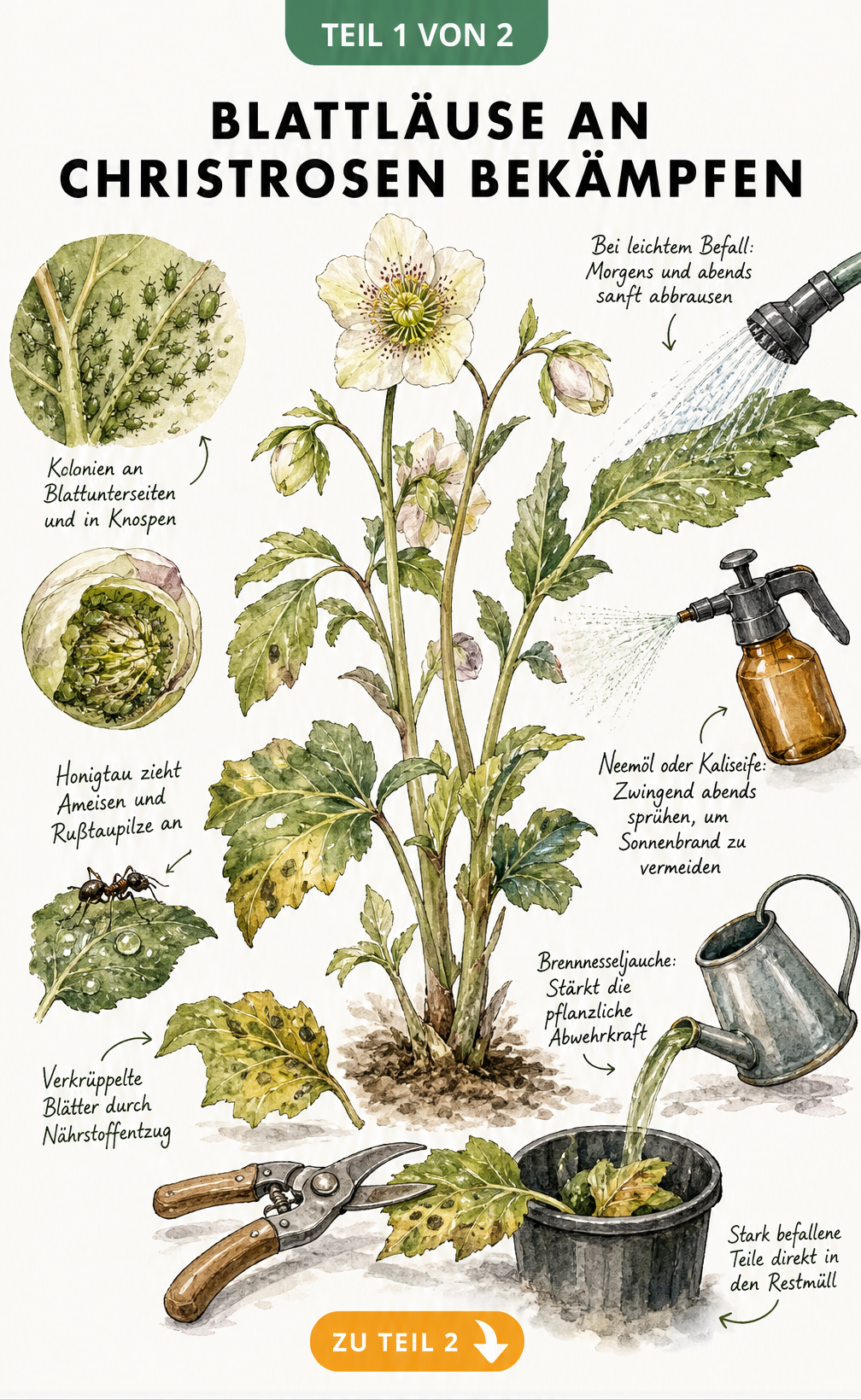 Illustration einer Christrose mit Blattläusen an Blättern und Knospen sowie Methoden zur Bekämpfung wie Wasserstrahl, Neemöl und Brennnesseljauche.