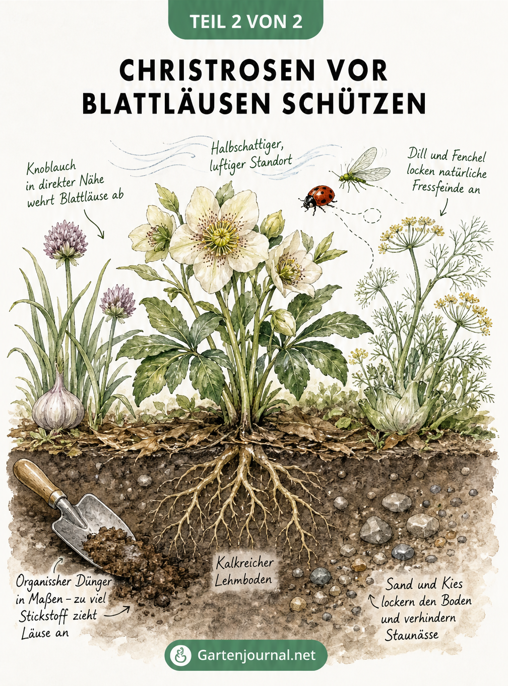 Querschnitt eines Gartenbeets mit einer gesunden Christrose, kalkreichem Lehmboden und Begleitpflanzen wie Knoblauch, Dill und Fenchel zur Abwehr von...