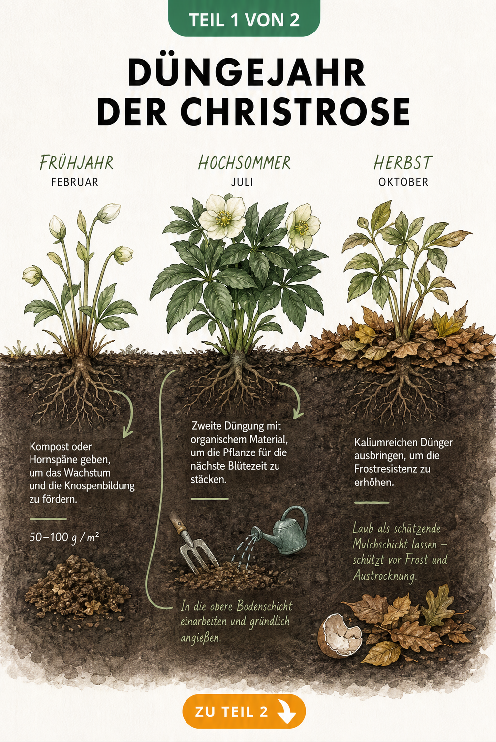 Botanische Illustration einer Christrose im Querschnitt, die die drei Düngephasen im Frühjahr, Hochsommer und Herbst zeigt.