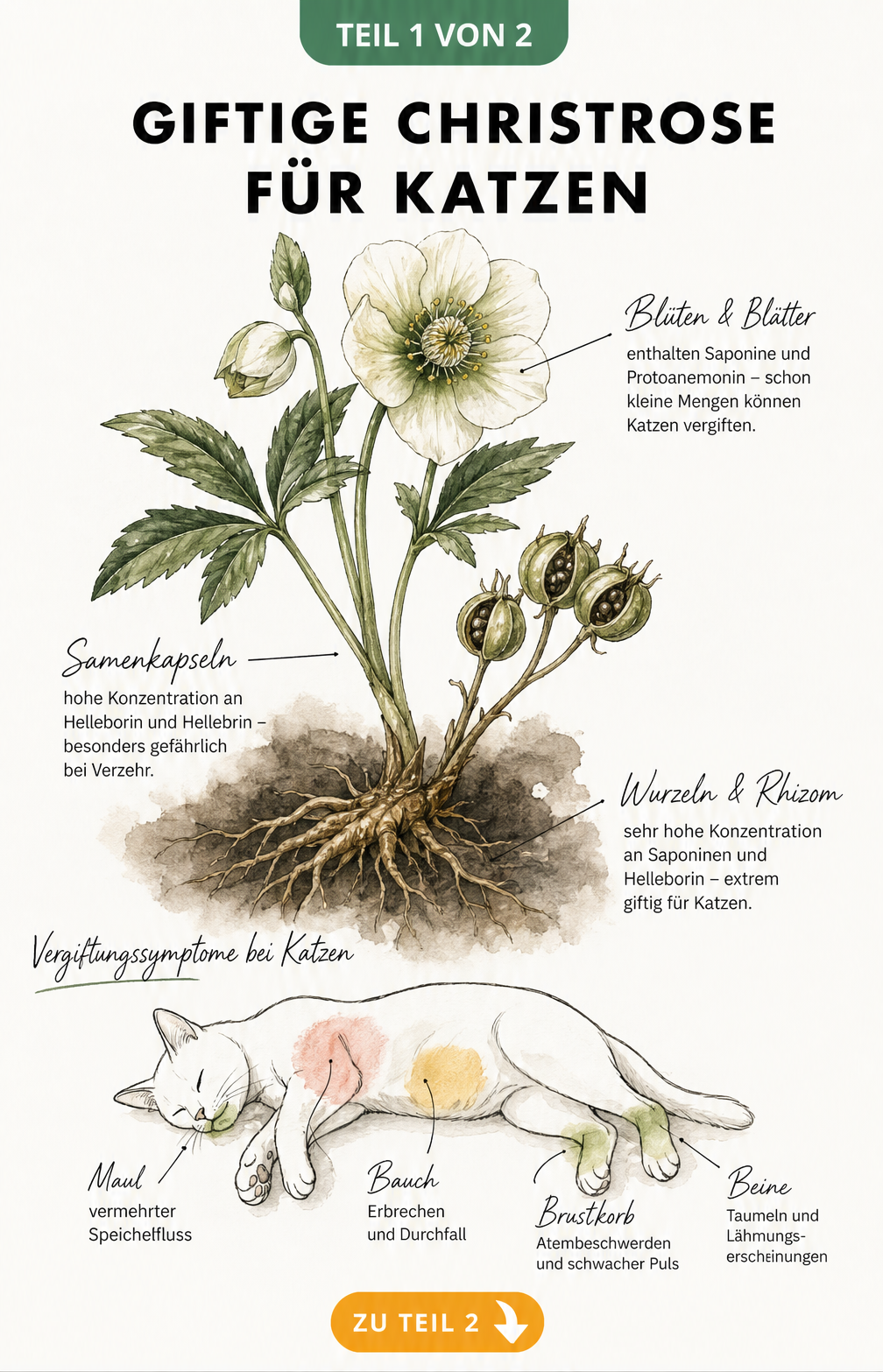 Botanische Illustration einer Christrose mit Markierungen der giftigen Pflanzenteile und einer Katze mit Vergiftungssymptomen