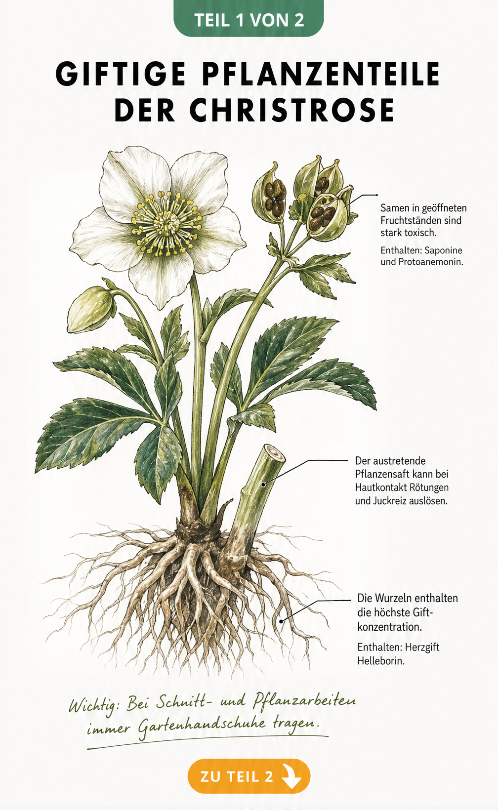 Botanische Illustration einer Christrose mit Markierung der giftigen Pflanzenteile wie Wurzeln und Samen