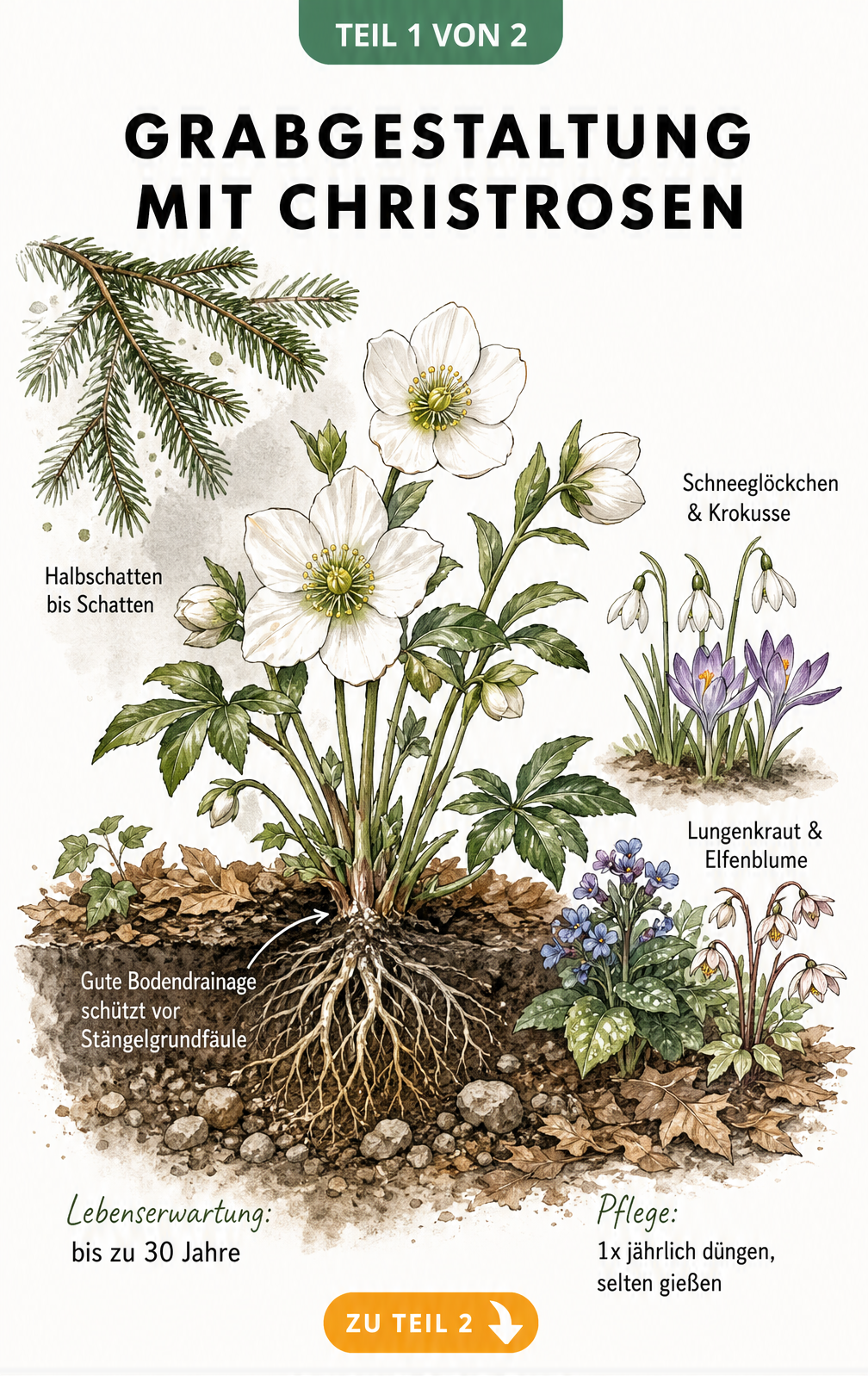Botanische Illustration einer Christrose im Querschnitt mit Wurzelwerk, Standortbedingungen und Begleitpflanzen
