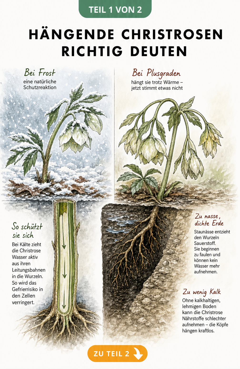 Botanische Zeichnung einer Christrose bei Frost und bei Plusgraden mit Wurzelquerschnitt