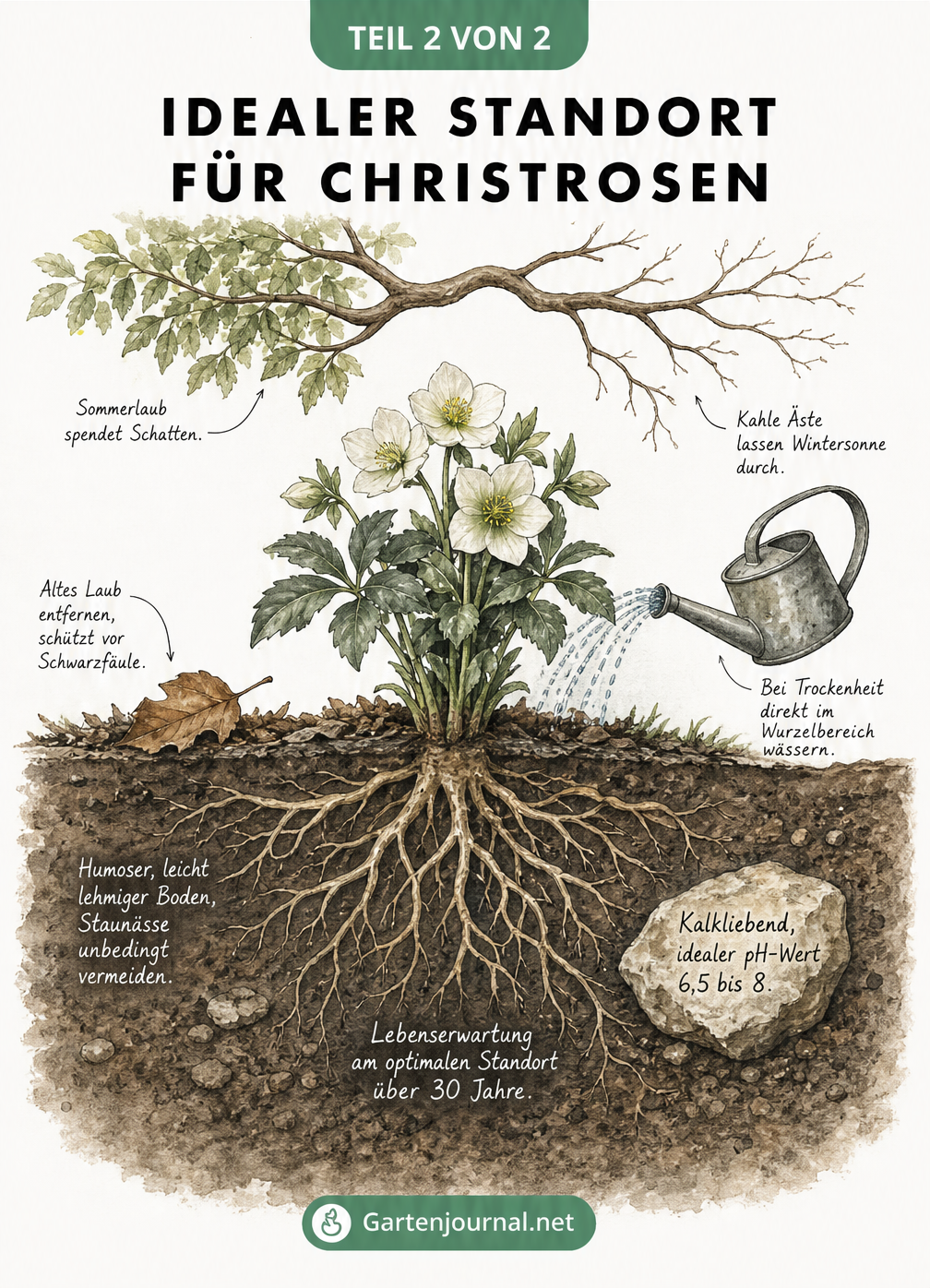 Querschnitt durch ein Gartenbeet mit einer blühenden Christrose, Wurzelwerk und Standortbedingungen