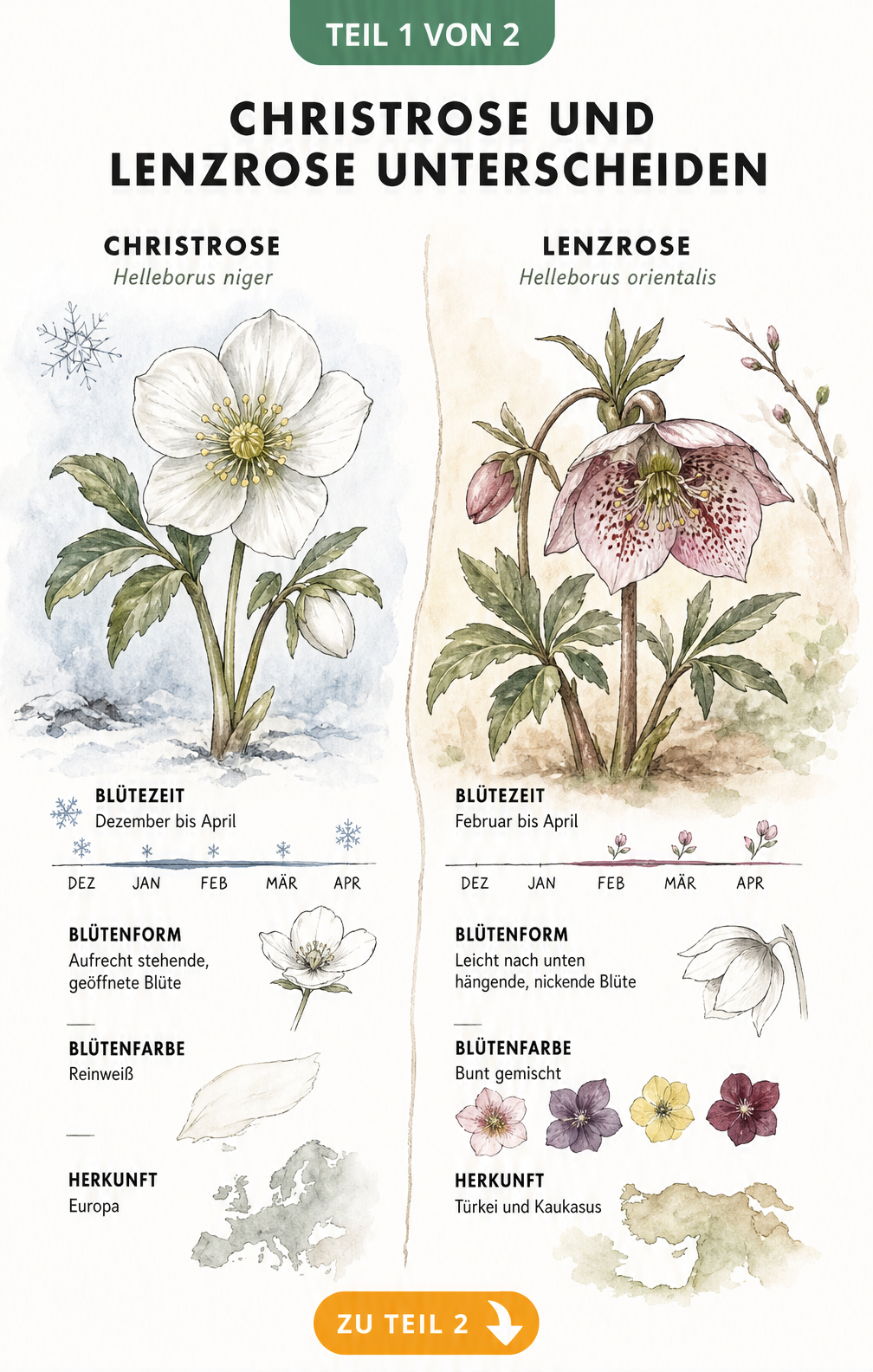 Botanische Illustration im Vergleich: Christrose mit weißen Blüten und Lenzrose mit bunten, nickenden Blüten