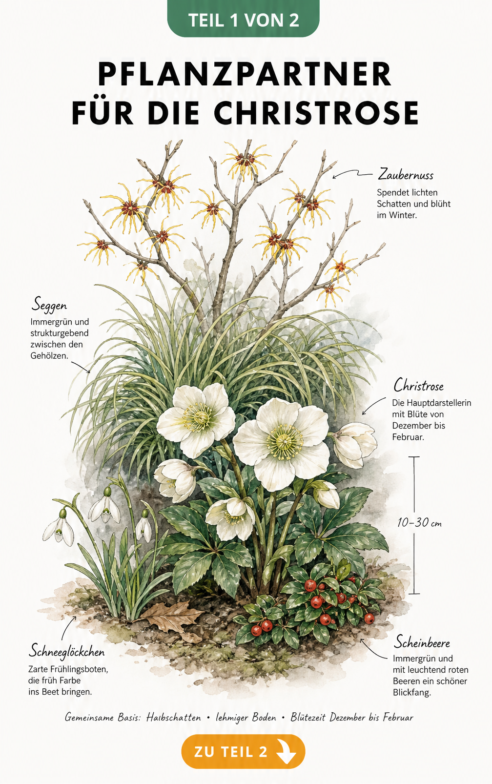 Aquarell-Illustration einer winterlichen Pflanzung mit Zaubernuss, Seggen, Christrose, Schneeglöckchen und Scheinbeere