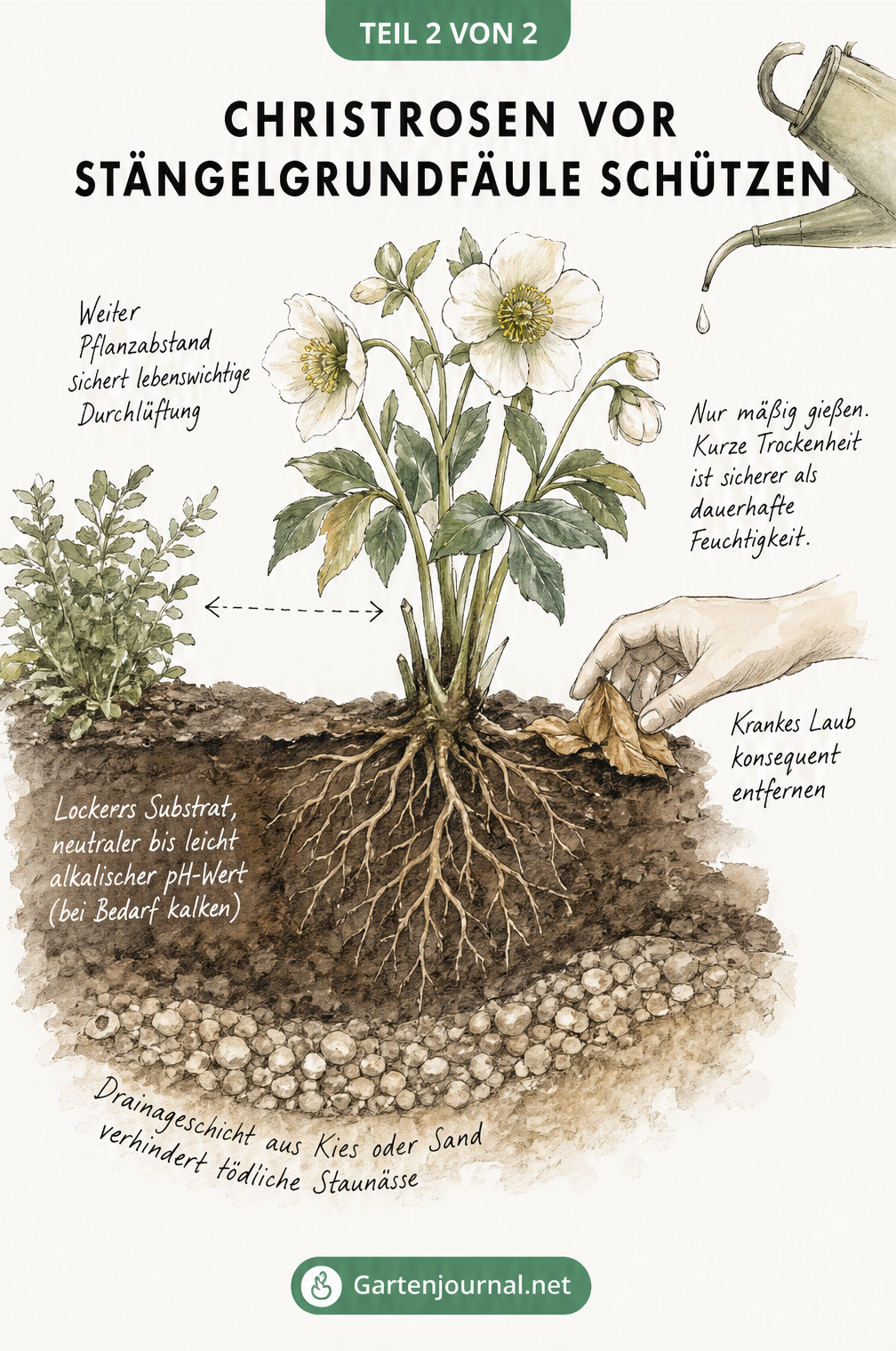 Illustration einer gesunden Christrose im Querschnitt mit Drainageschicht, weitem Pflanzabstand und mäßiger Bewässerung.