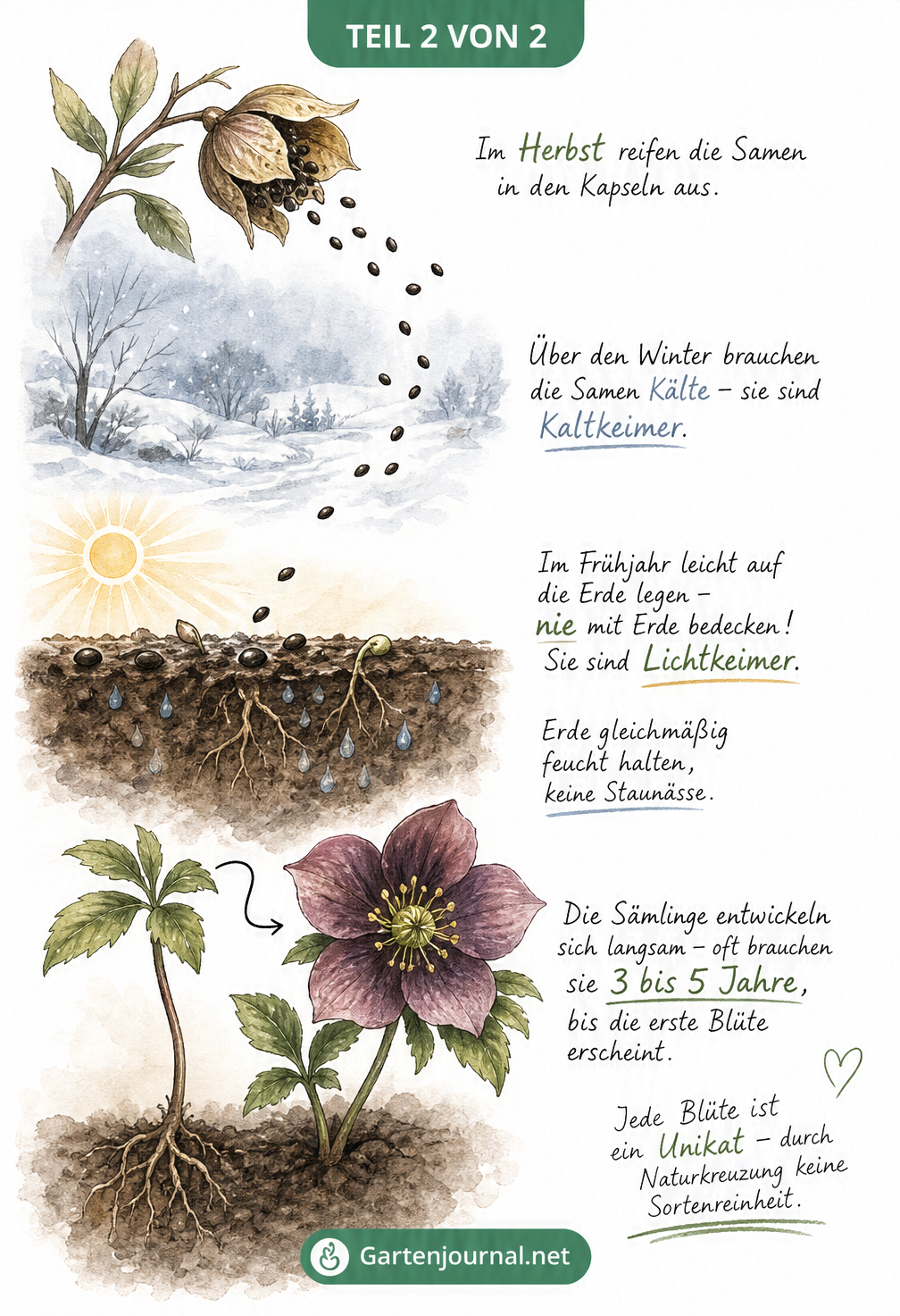 Aquarell-Skizze des Aussaat-Prozesses von Christrosen, von der Samenkapsel im Herbst über die Kälteperiode bis zum Keimling und der Blüte nach mehreren Jahren.