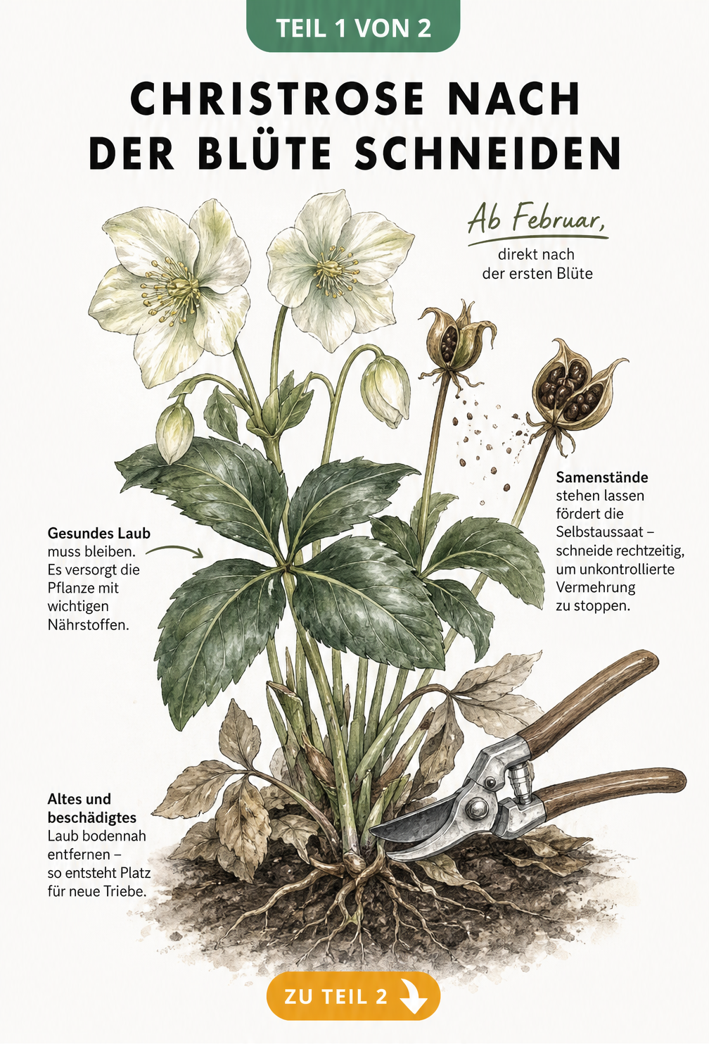 Botanische Illustration einer Christrose, die den Rückschnitt nach der Blüte im Februar zeigt