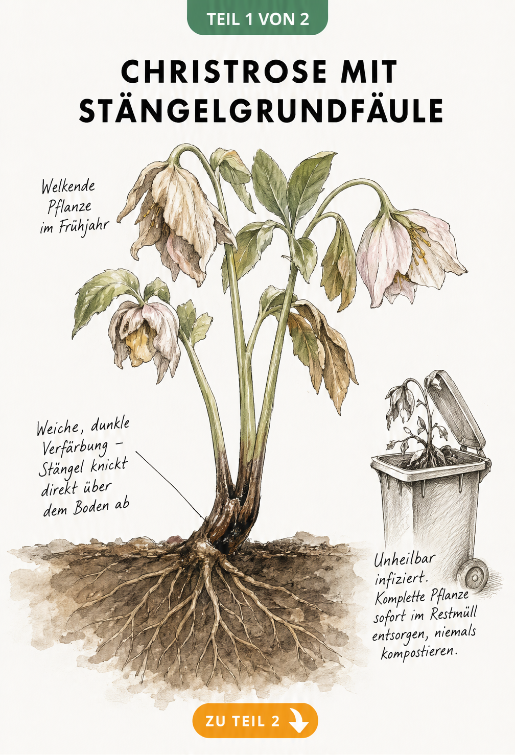Botanische Illustration einer Christrose mit Stängelgrundfäule, die welke Blüten und eine dunkle, weiche Verfärbung an der Stängelbasis zeigt.