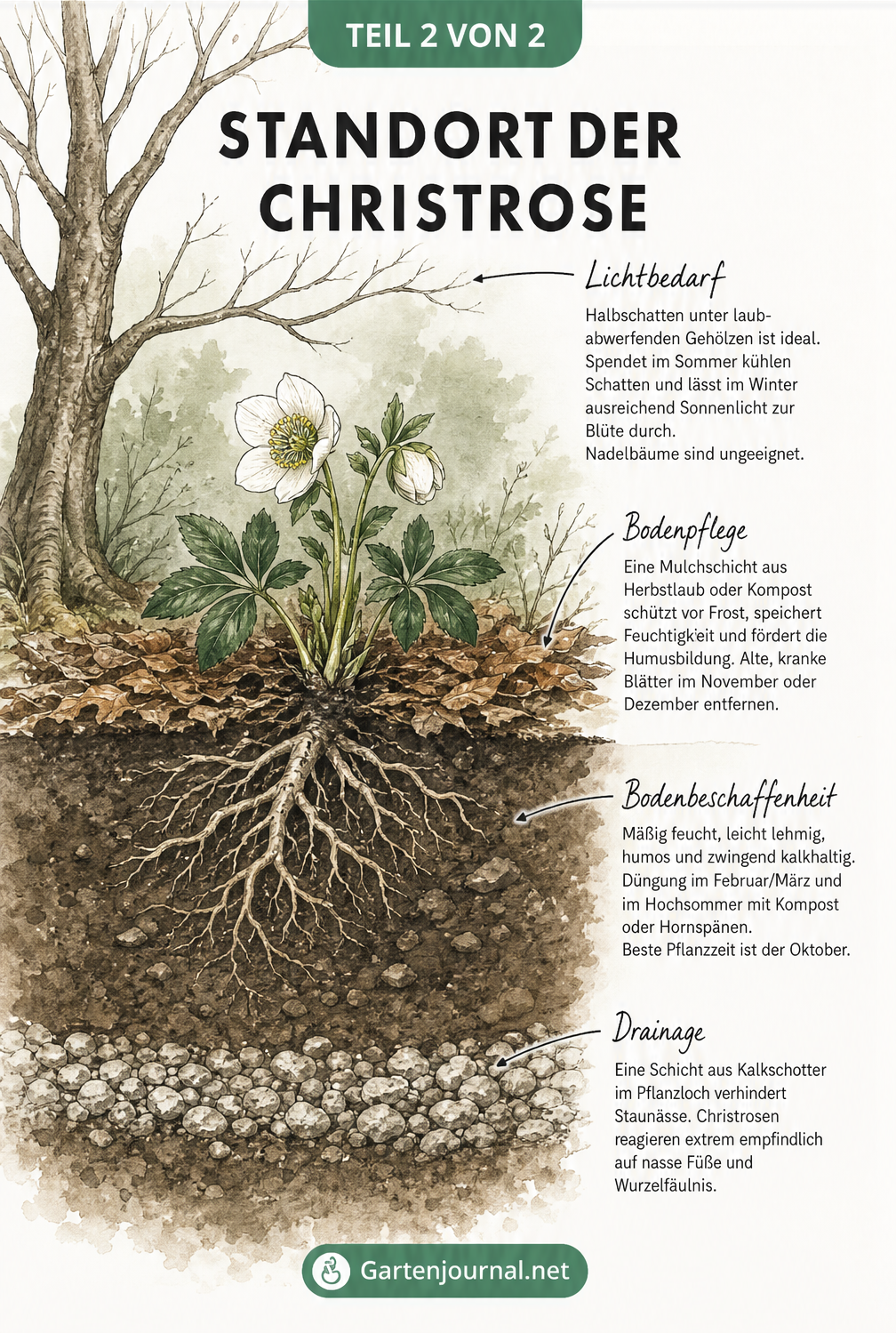 Schnittbild des Bodens zeigt den idealen Standort der Christrose unter einem Laubbaum mit Mulchschicht und Drainage