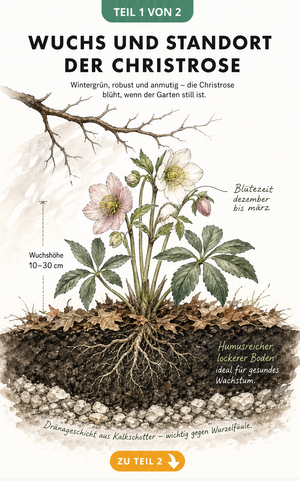 Botanische Illustration einer Christrose im Querschnitt mit Wurzeln, Laubdecke und Kalkschotter-Dränage