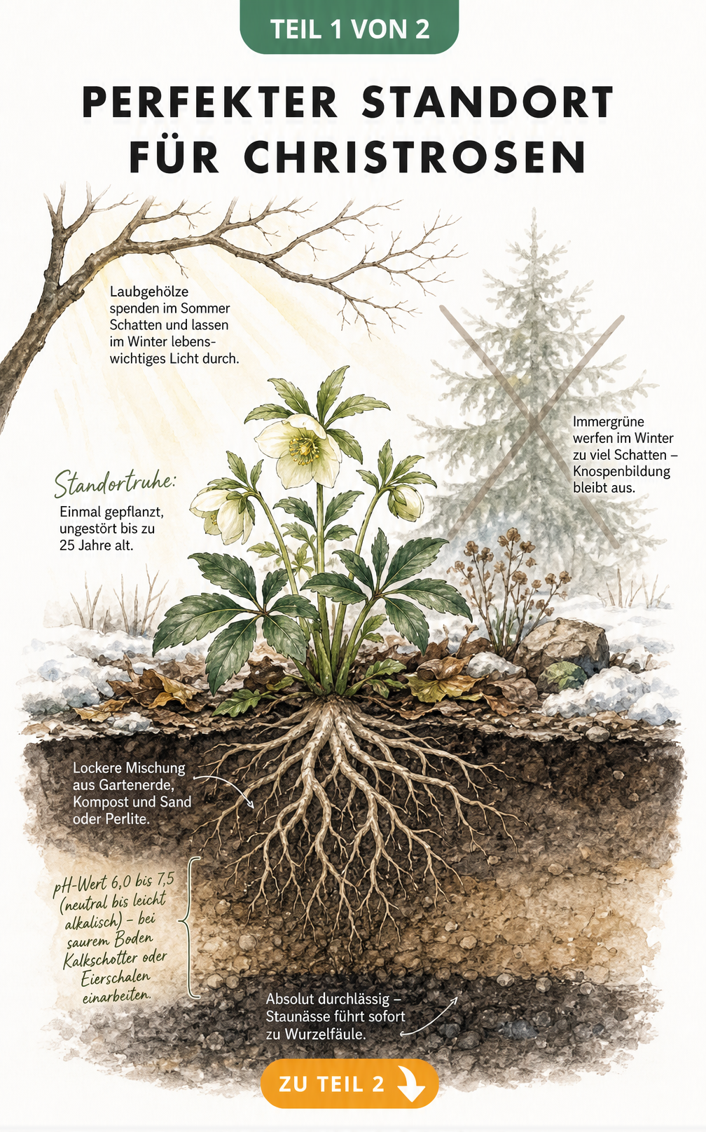 Querschnitt eines Gartenbeets mit einer blühenden Christrose unter einem Laubbaum und tiefem Wurzelsystem im Erdreich