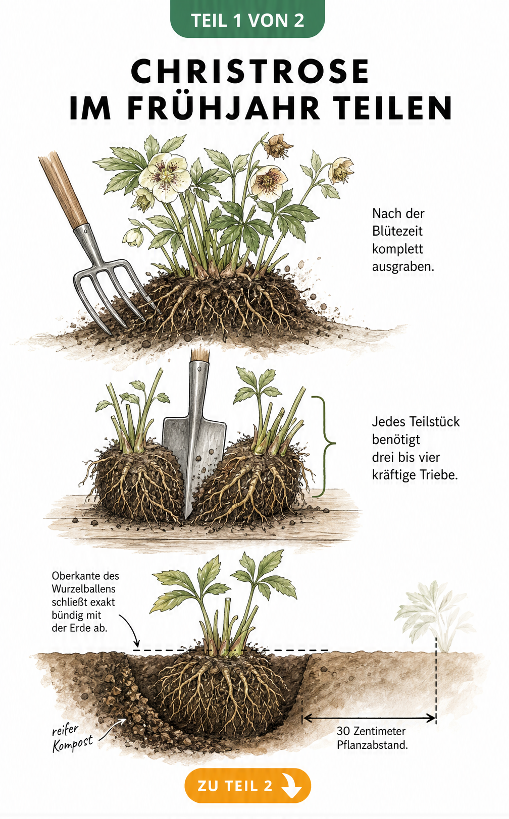 Illustration einer Christrose, die im Frühjahr geteilt wird, mit Spaten und Wurzelballen