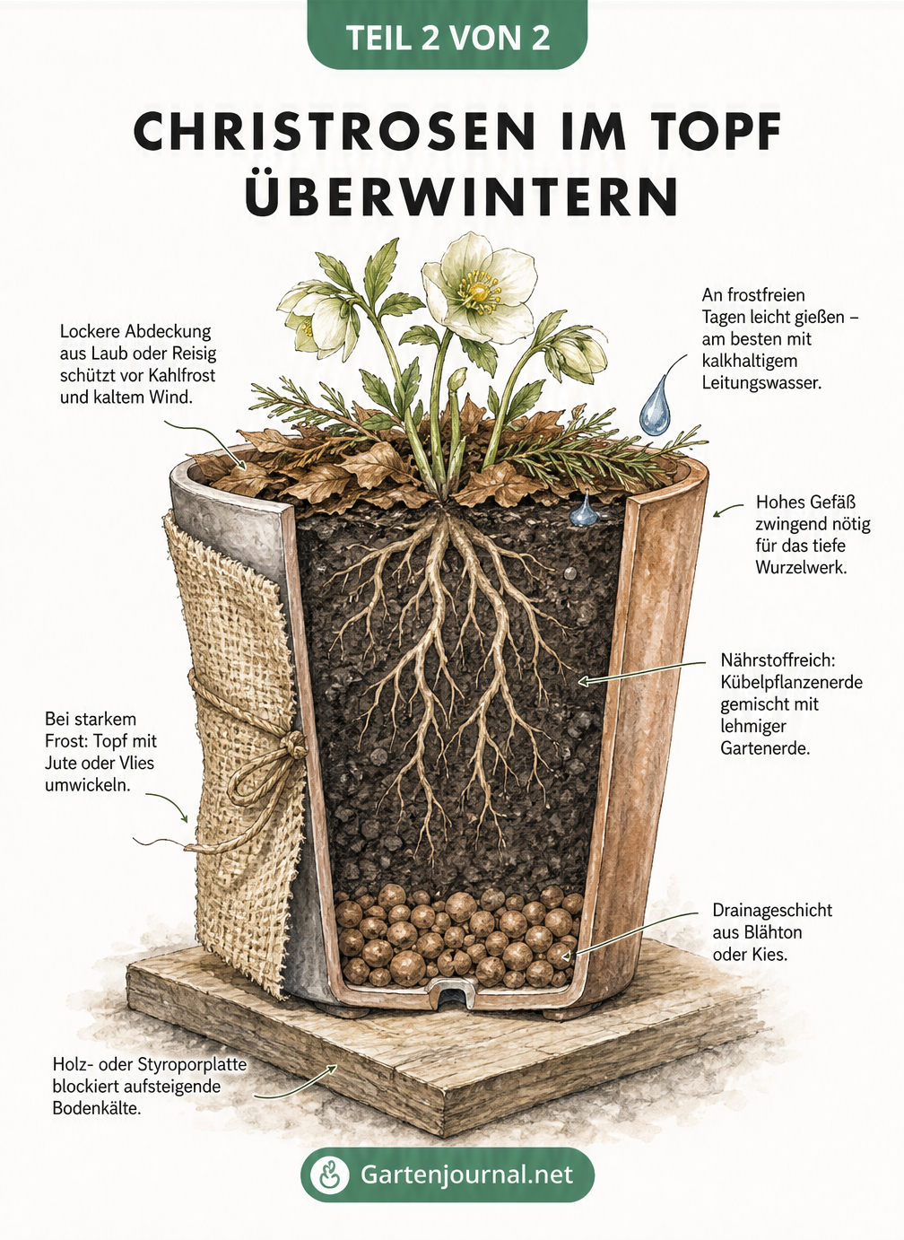 Längsschnitt eines Pflanzkübels mit einer Christrose, Drainageschicht, Jute-Umwicklung und Laubabdeckung