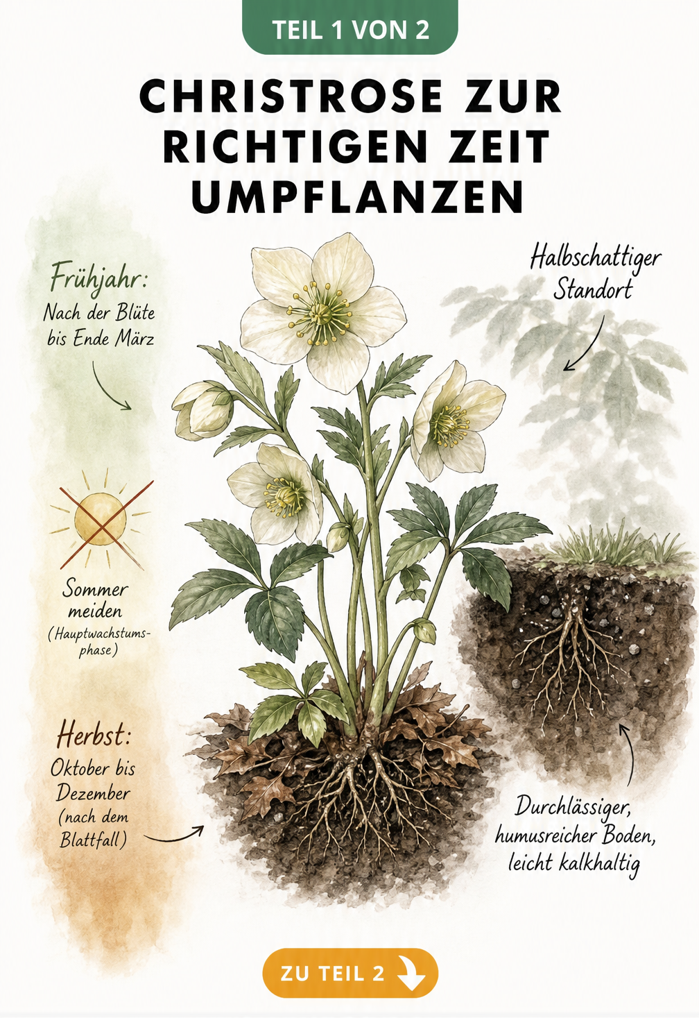 Aquarell-Zeichnung einer Christrose mit Hinweisen zum idealen Zeitpunkt und Standort für das Umpflanzen