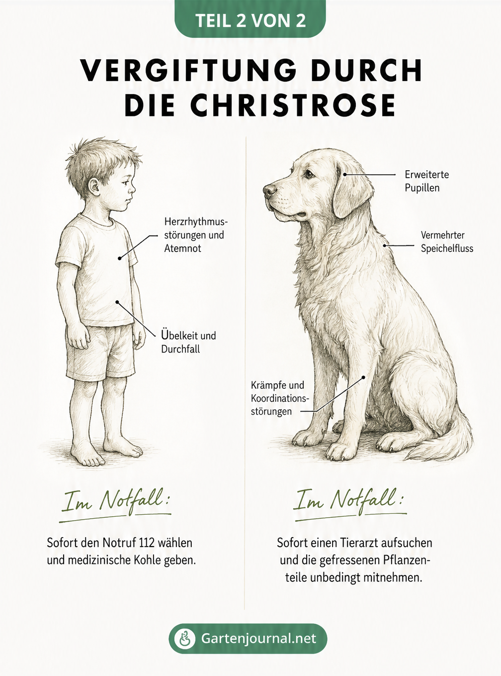 Illustration von Kind und Hund mit Vergiftungssymptomen durch die Christrose und Notfallmaßnahmen