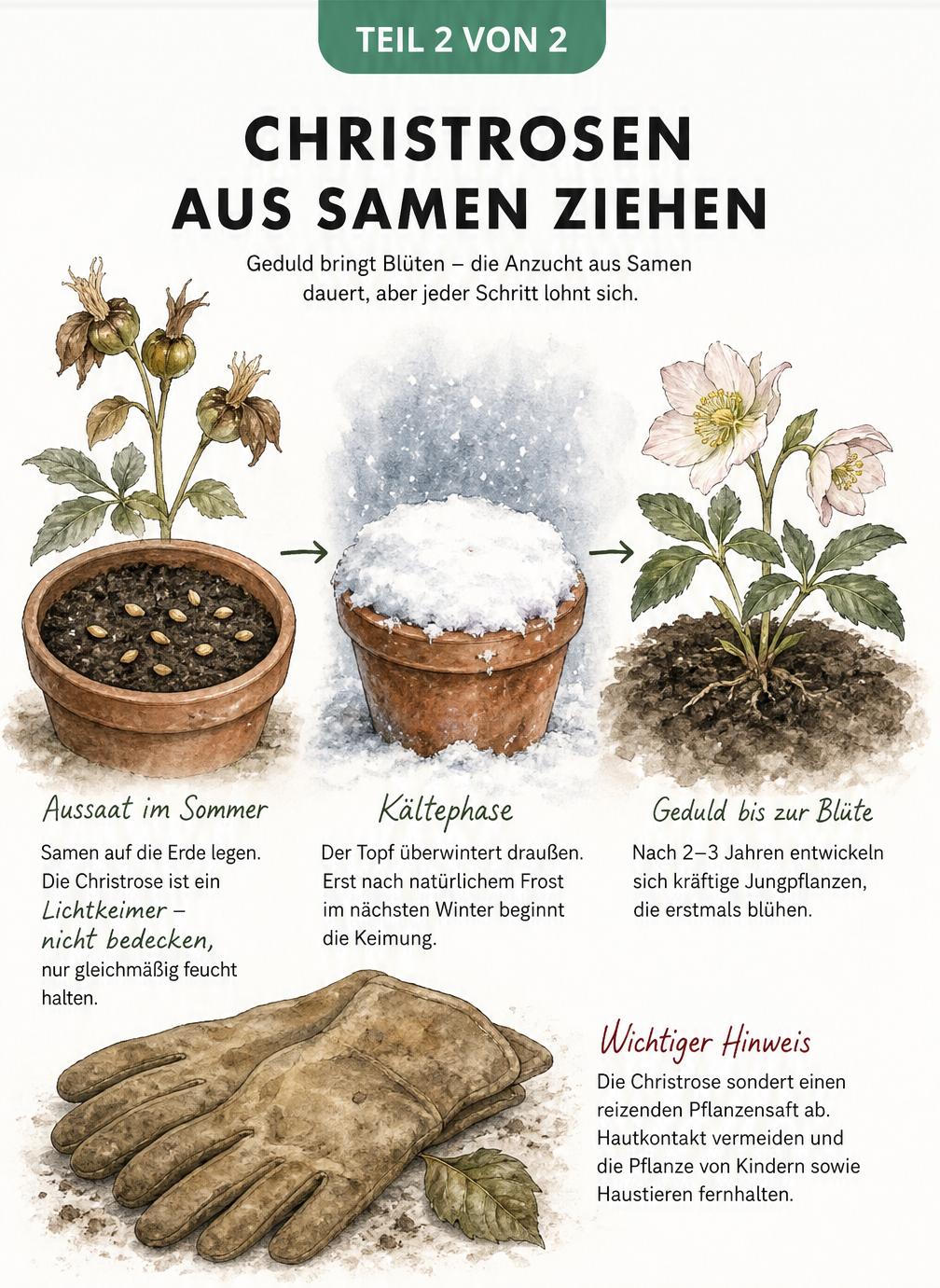 Illustration der Christrosen-Vermehrung aus Samen, von der Aussaat im Topf über die Überwinterung bis zur blühenden Jungpflanze