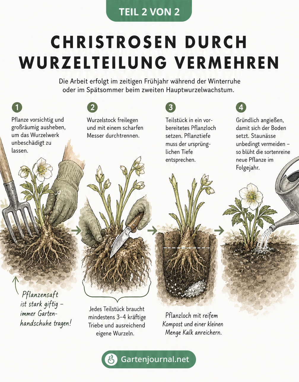 Vierstufige Illustration zur Wurzelteilung einer Christrose: Ausgraben, Durchtrennen des Rhizoms, Einsetzen in die Pflanzgrube und Angießen.