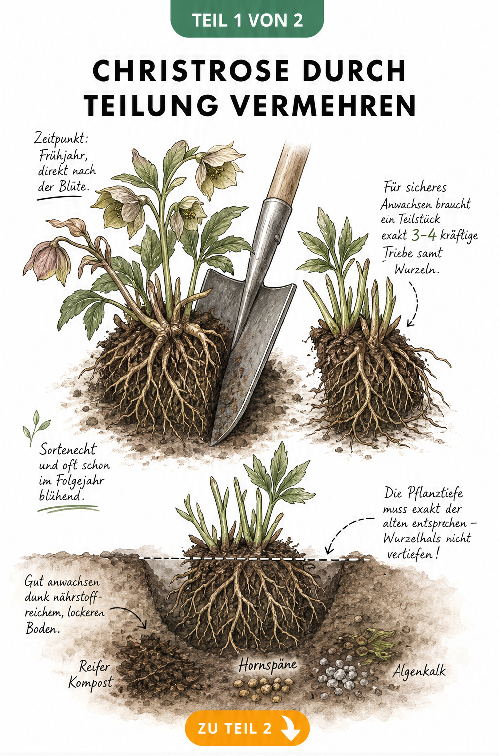 Illustration eines freigelegten Christrosen-Wurzelballens, der mit einem Spaten geteilt wird, mit Hinweisen zu Pflanztiefe und Bodenaufwertung.