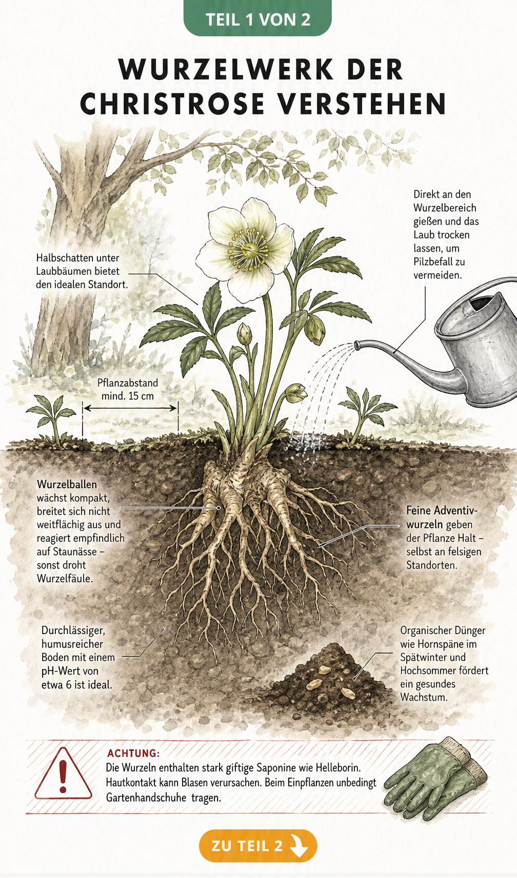 Botanische Illustration einer Christrose im Querschnitt mit Fokus auf den kompakten Wurzelstock und Adventivwurzeln im Erdreich.