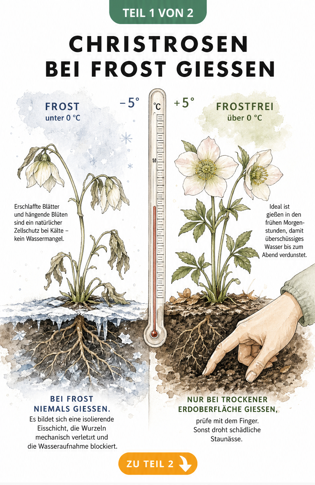 Illustration einer Christrose bei Frost und bei frostfreiem Wetter mit Thermometer