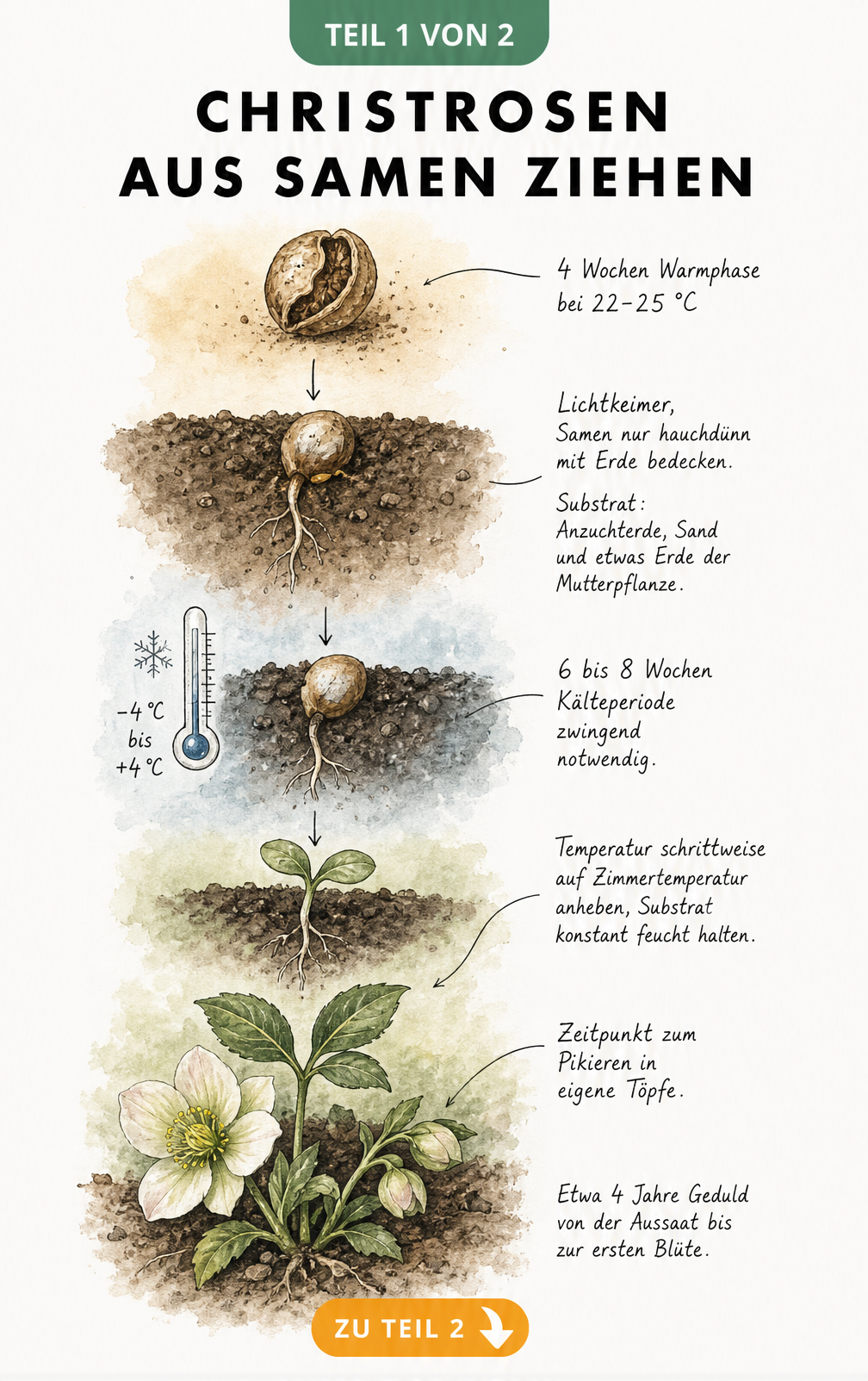 Botanische Illustration des Keimprozesses von Christrosen-Samen mit Temperaturangaben und Zeitachse