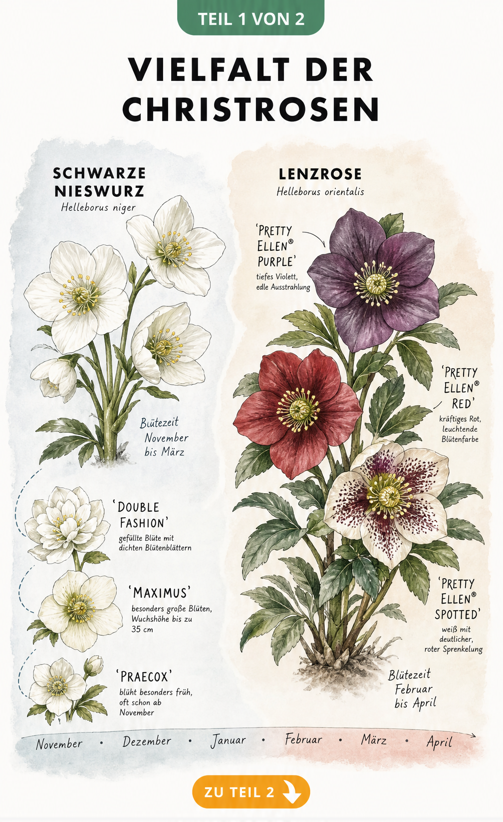 Botanische Illustration der Schwarzen Nieswurz und Lenzrose mit Blütezeiten und Sorten