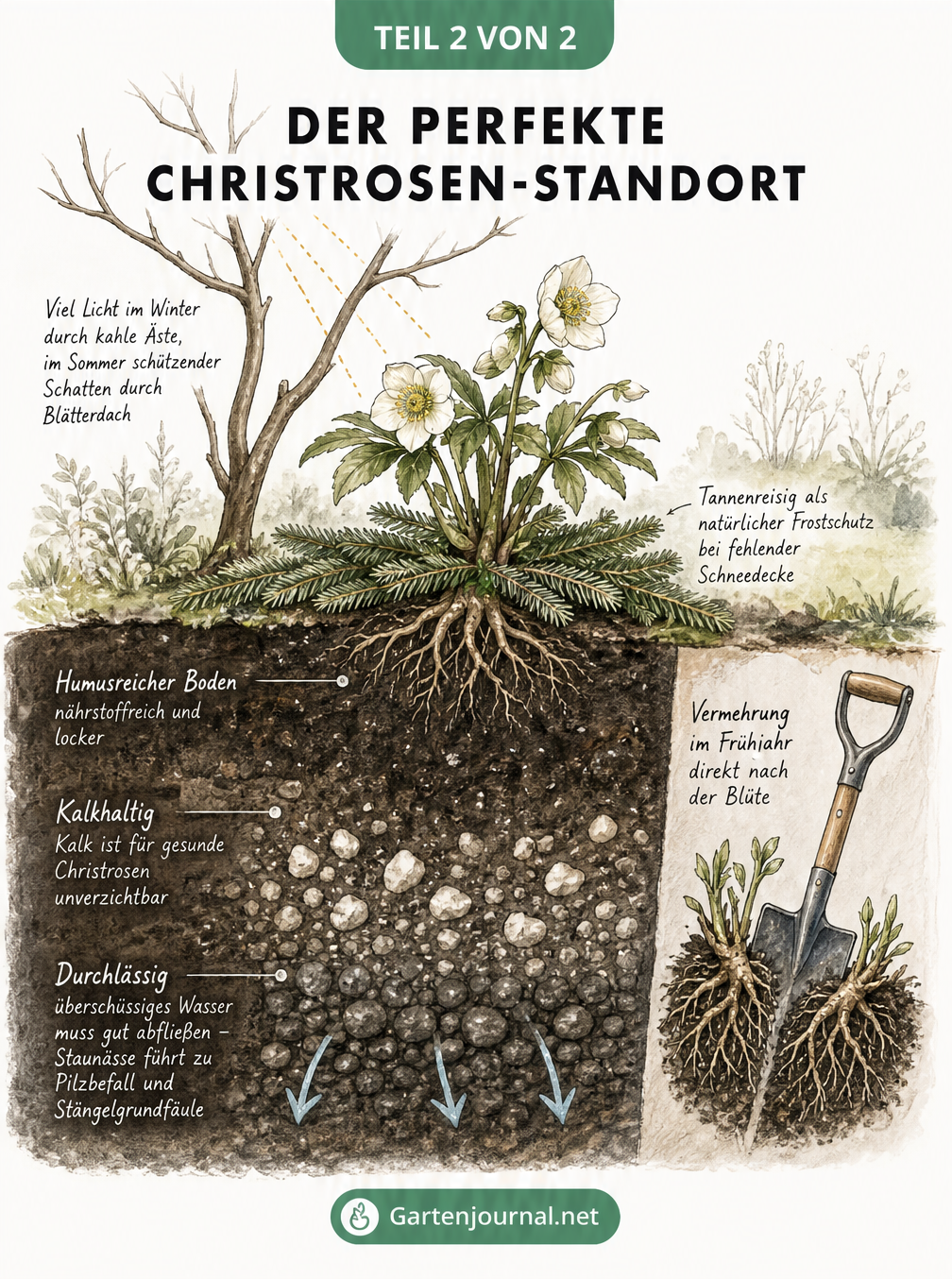 Querschnitt eines Gartenbeets mit einer Christrose, die Licht, Schatten und Bodenbeschaffenheit zeigt