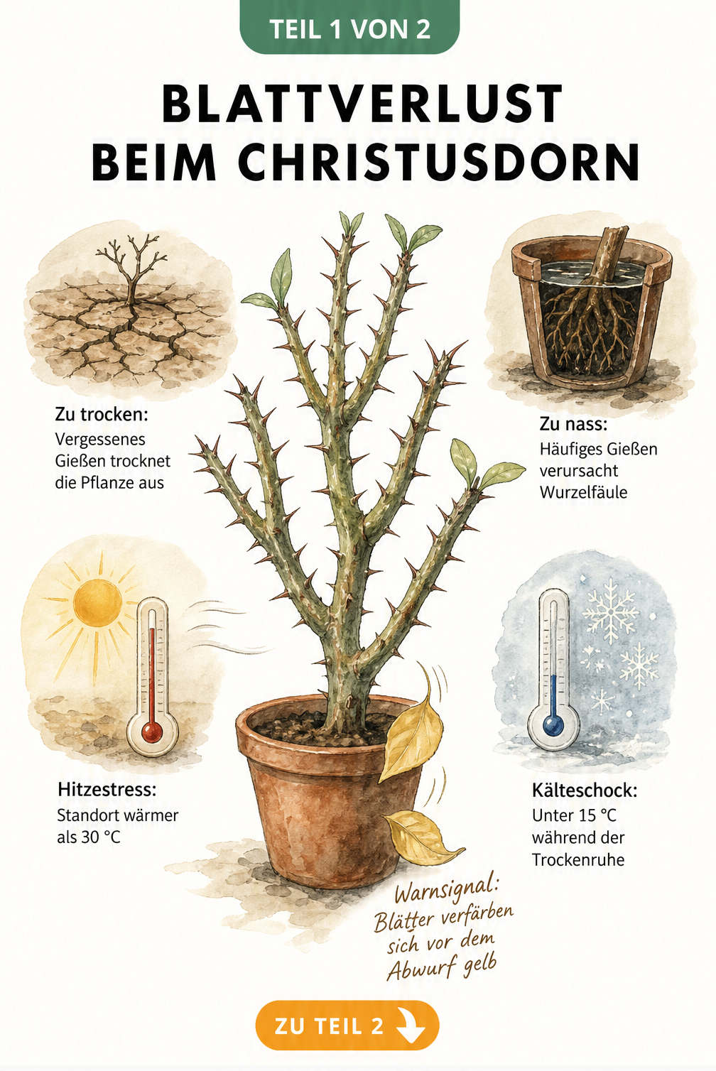 Botanische Illustration eines Christusdorns mit gelben Blättern und den vier Stressfaktoren Trockenheit, Nässe, Hitze und Kälte