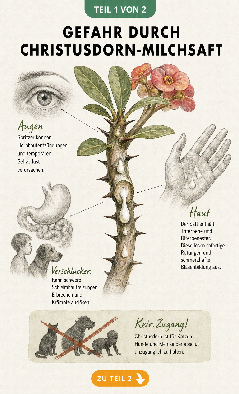 Botanische Illustration eines Christusdorns mit austretendem Milchsaft und anatomischen Skizzen von Auge, Hand und Magen, die die Giftigkeit erklären.