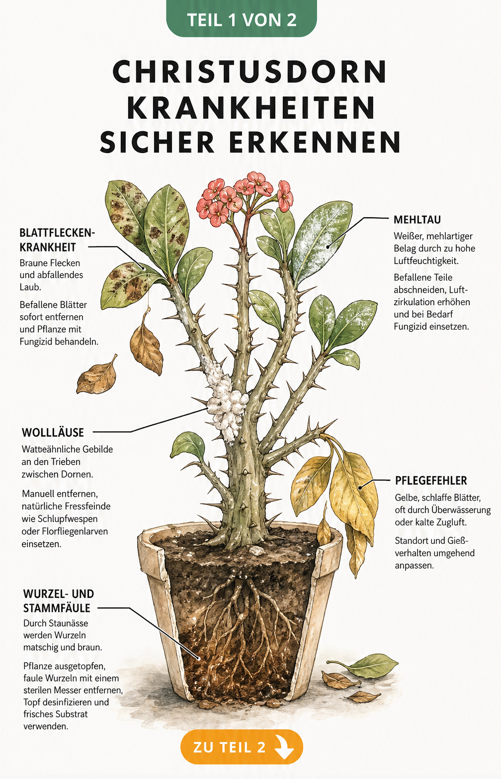 Illustration eines Christusdorns mit Symptomen von Mehltau, Blattfleckenkrankheit, Wollläusen, Pflegefehlern und Wurzelfäule
