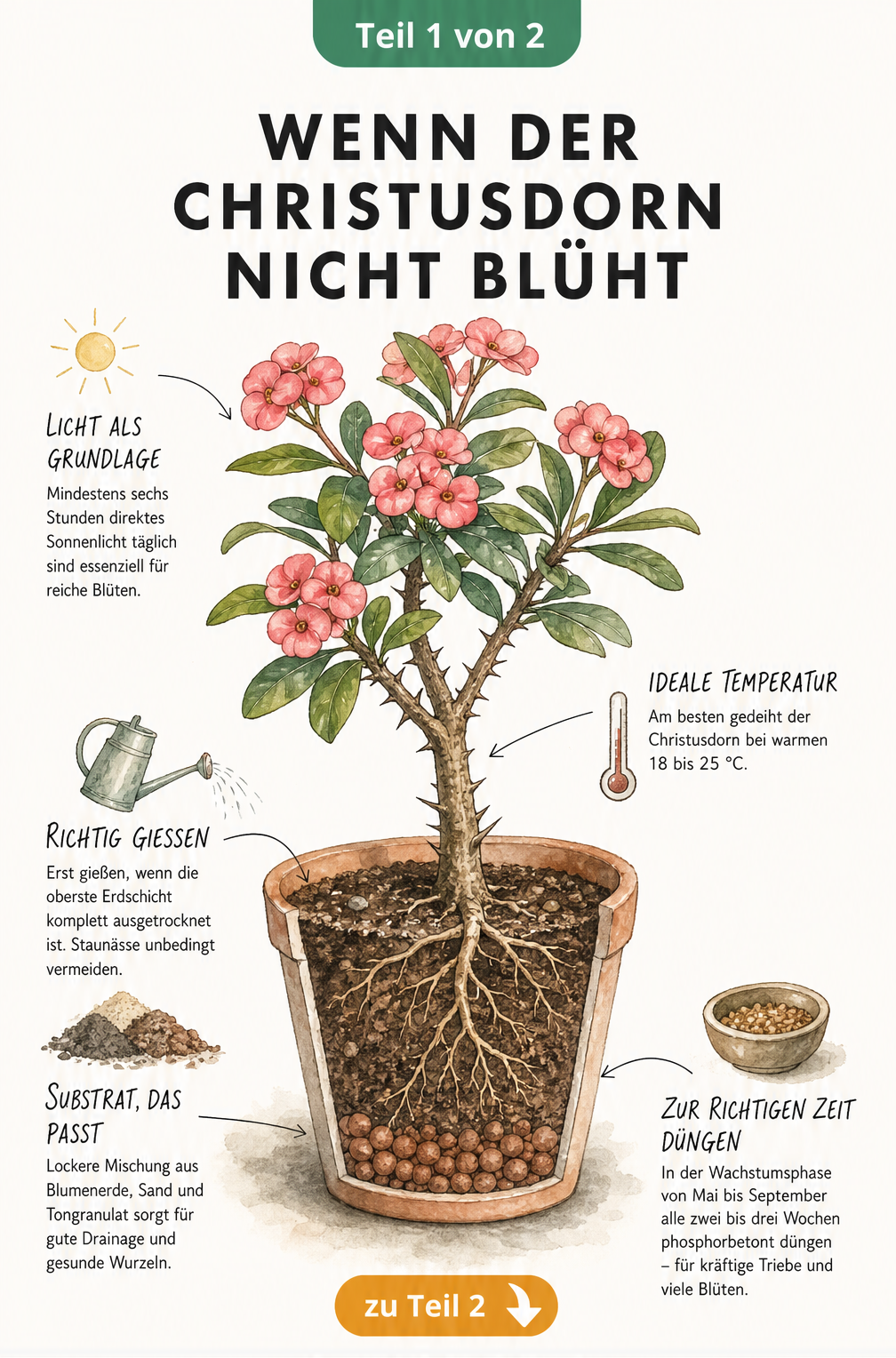 Botanische Illustration eines Christusdorns im Querschnitt mit Hinweisen zu Licht, Temperatur, Gießen, Substrat und Dünger.