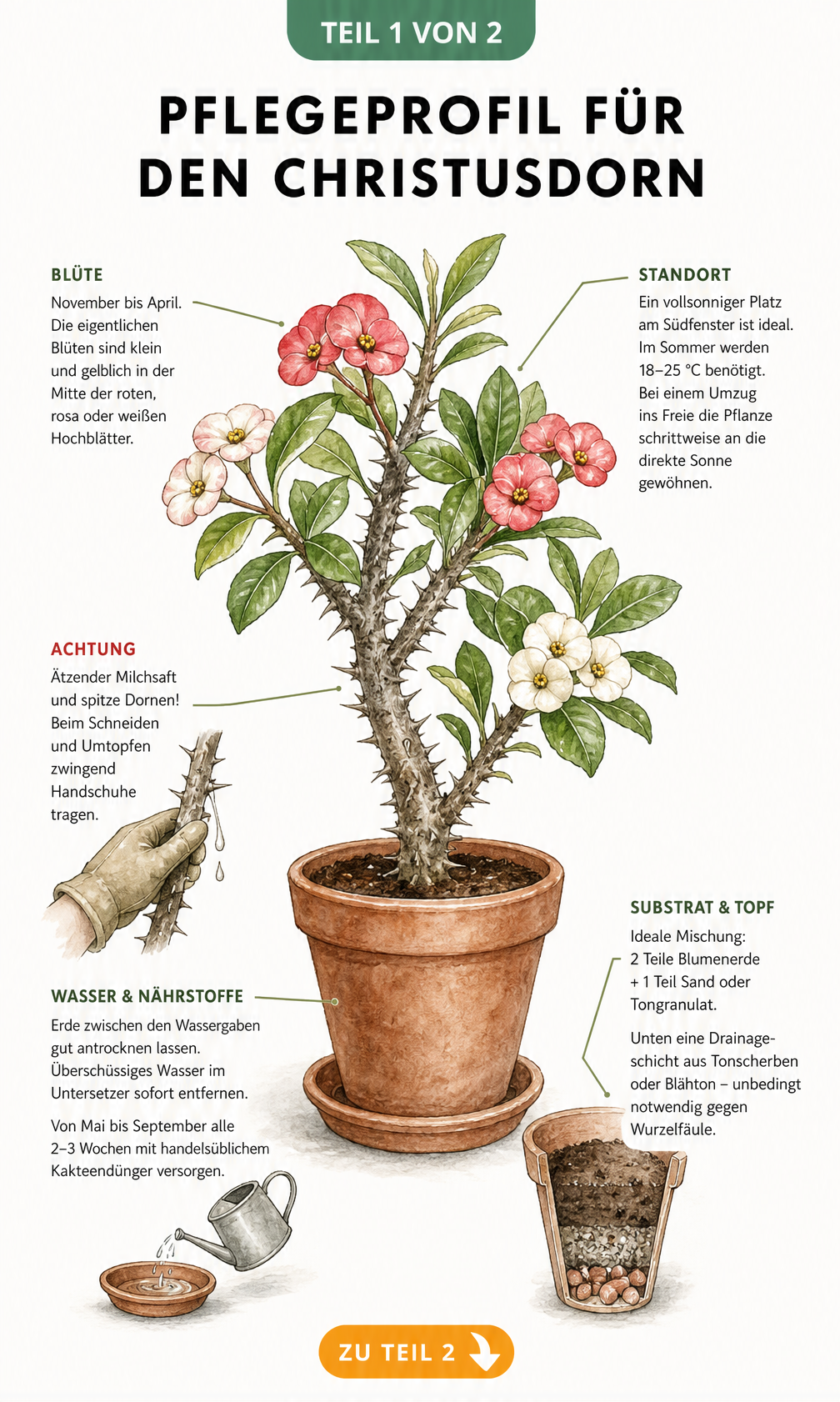 Botanische Illustration eines blühenden Christusdorns im Terrakotta-Topf mit Pflegehinweisen zu Standort, Substrat und Gießen