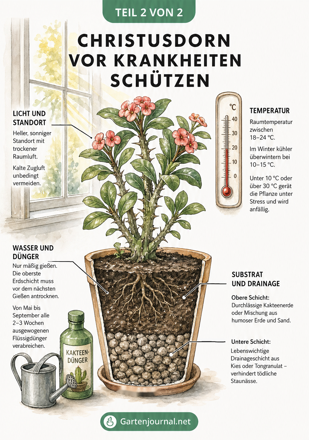 Skizze eines gesunden Christusdorns im Topf mit Hinweisen zu Temperatur, Standort, Gießen, Düngen und Substrat