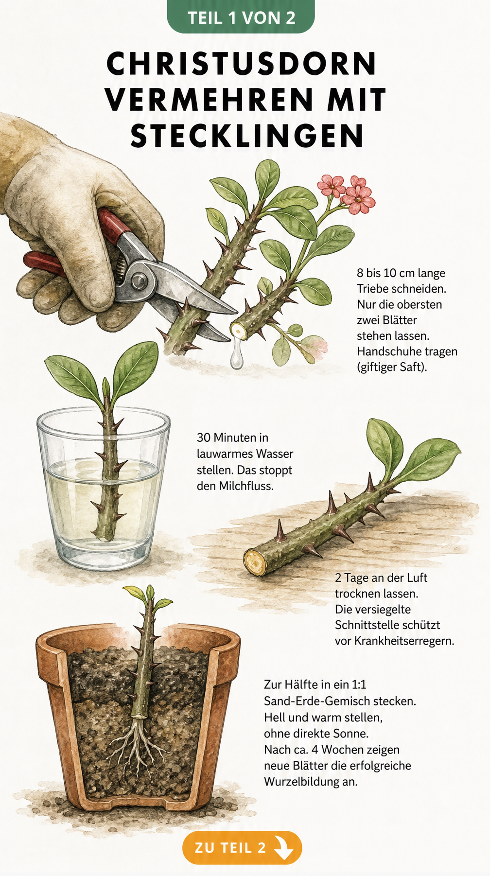 Aquarell-Zeichnung zeigt das Schneiden, Wässern, Trocknen und Einpflanzen von Christusdorn-Stecklingen