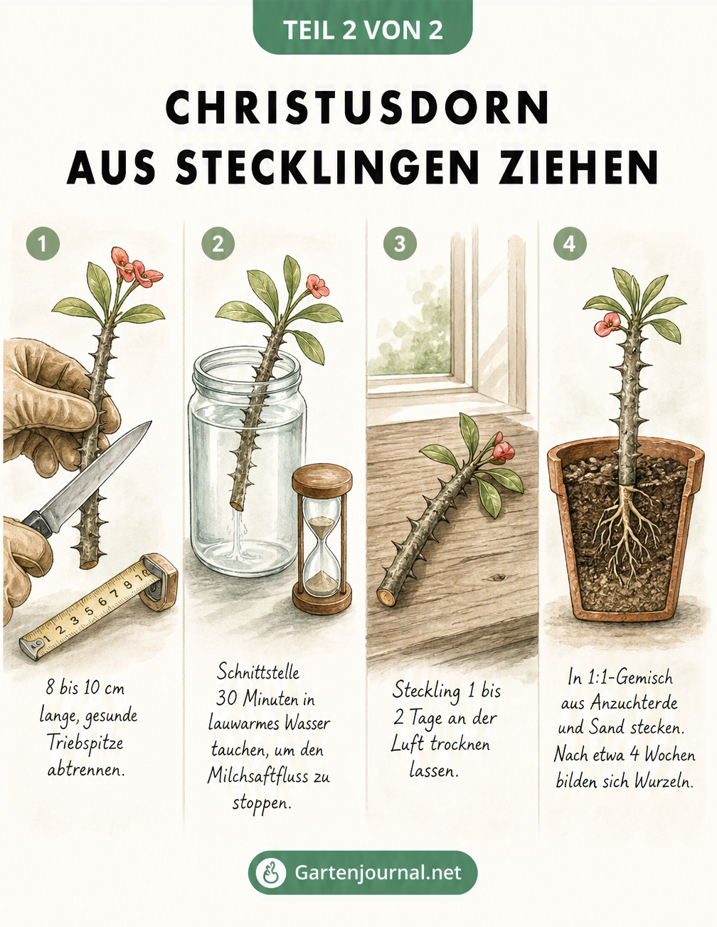 Illustration der vier Schritte zur Vermehrung eines Christusdorns durch Stecklinge im Wasser und in der Erde