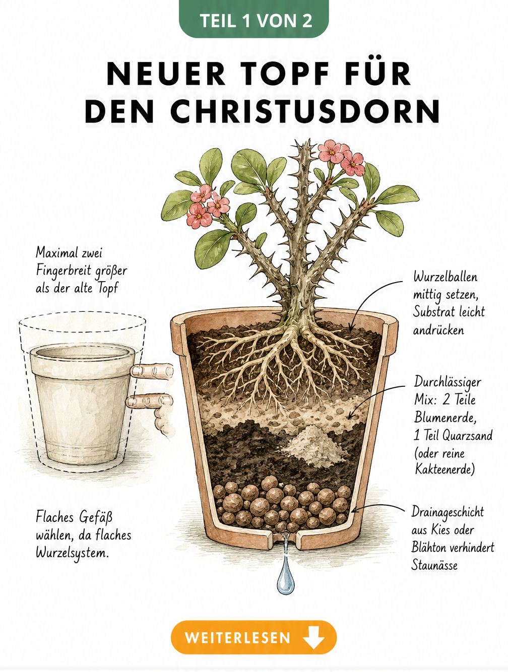 Querschnitt eines Blumentopfs mit Christusdorn, der die richtige Topfgröße, Drainageschicht und das passende Substrat zeigt.
