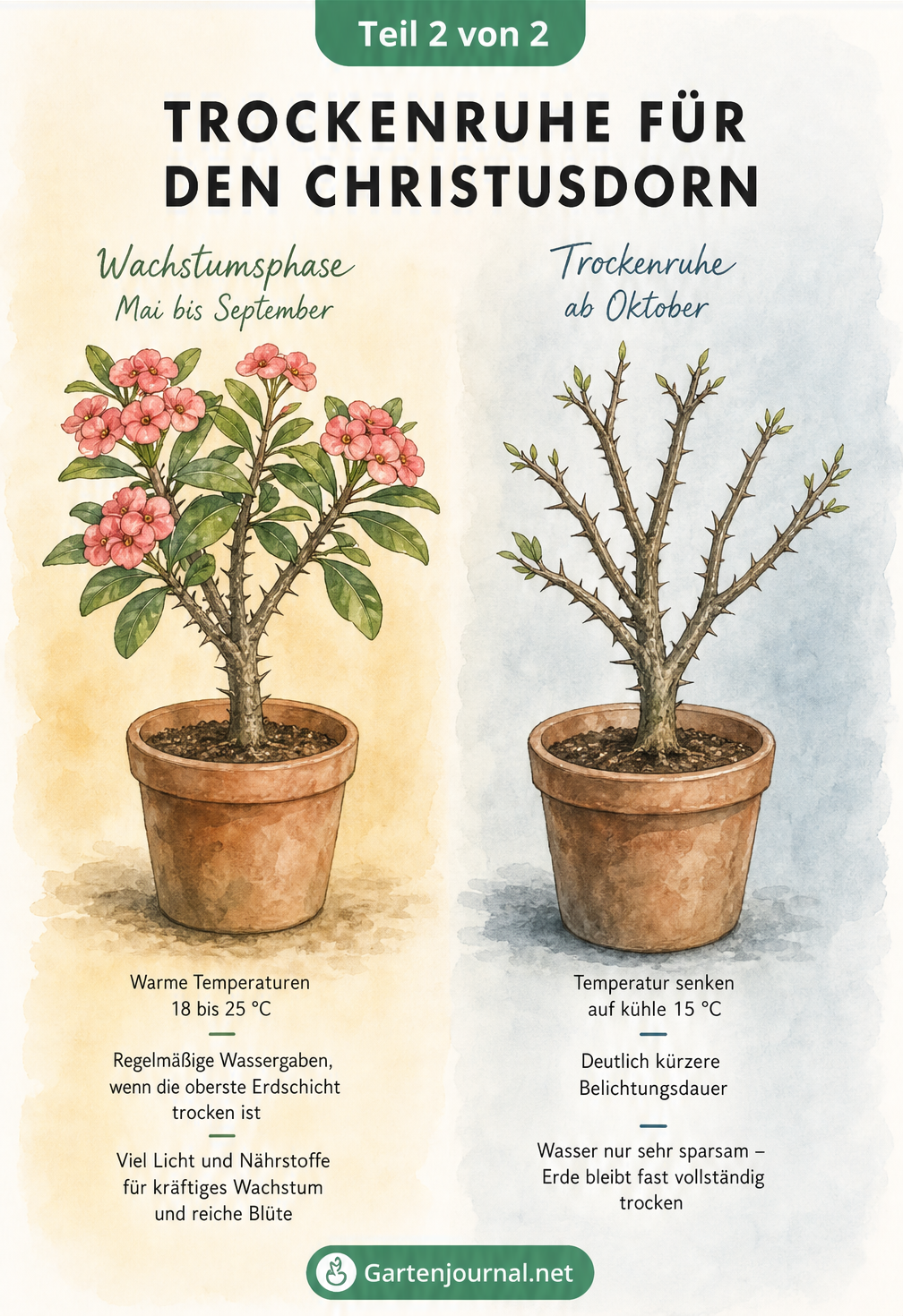 Gegenüberstellung der Wachstumsphase und der Trockenruhe des Christusdorns mit Hinweisen zu Temperatur und Gießverhalten.
