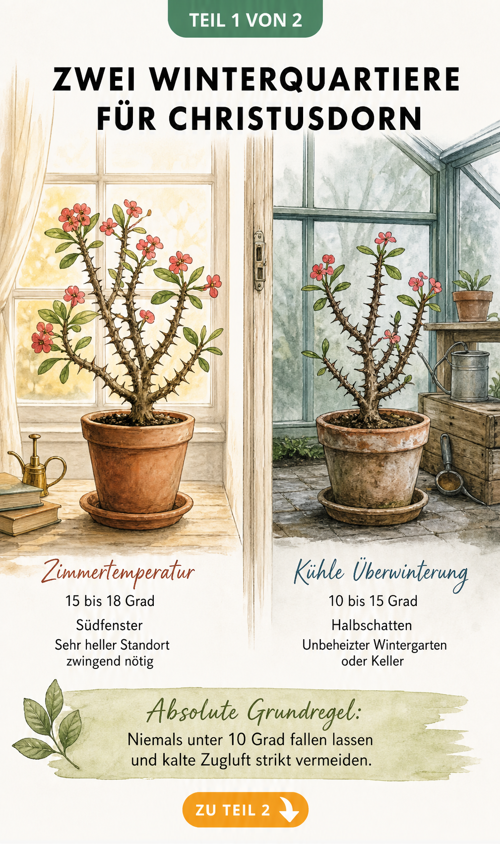 Illustration von zwei Überwinterungsmethoden für den Christusdorn: warm am Südfenster oder kühl im Wintergarten.