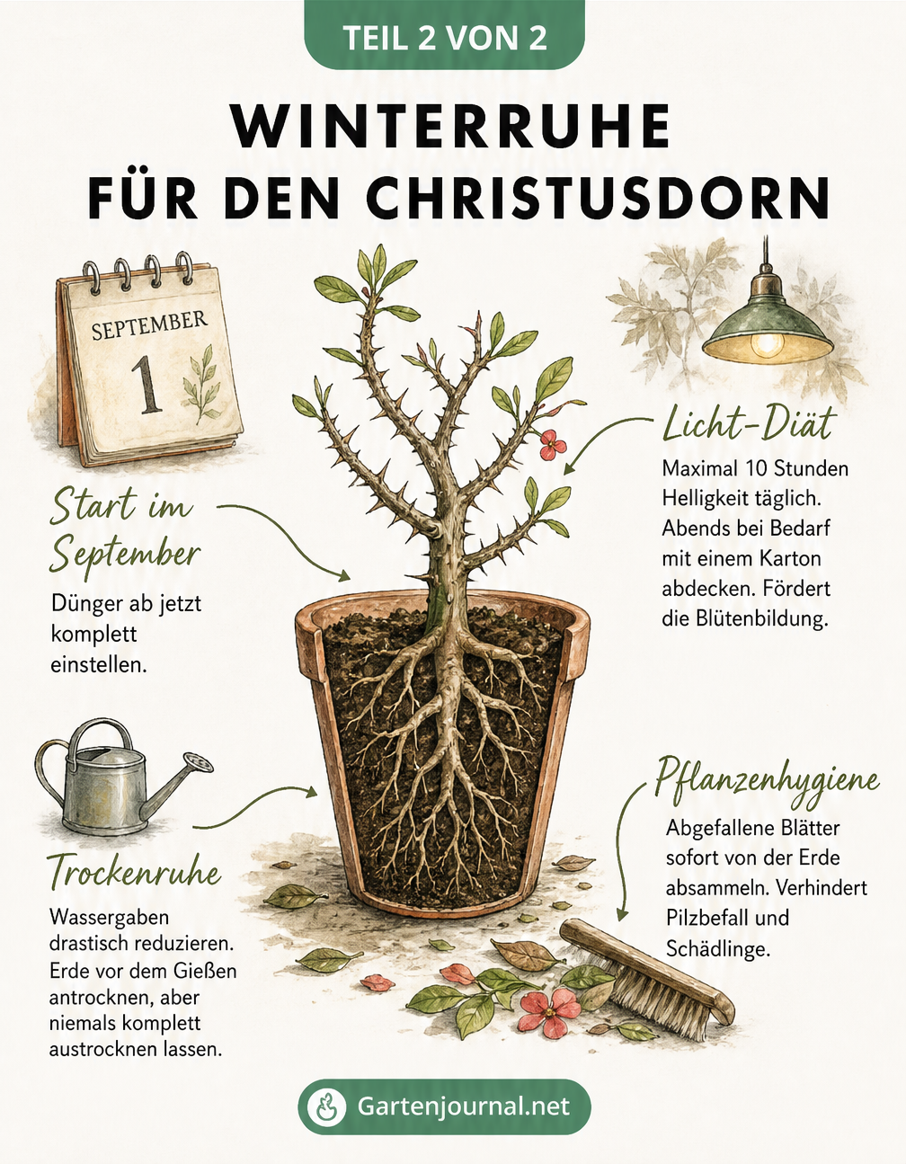 Botanische Illustration eines Christusdorns mit Pflegetipps zur Winterruhe wie Licht-Diät und Trockenruhe.