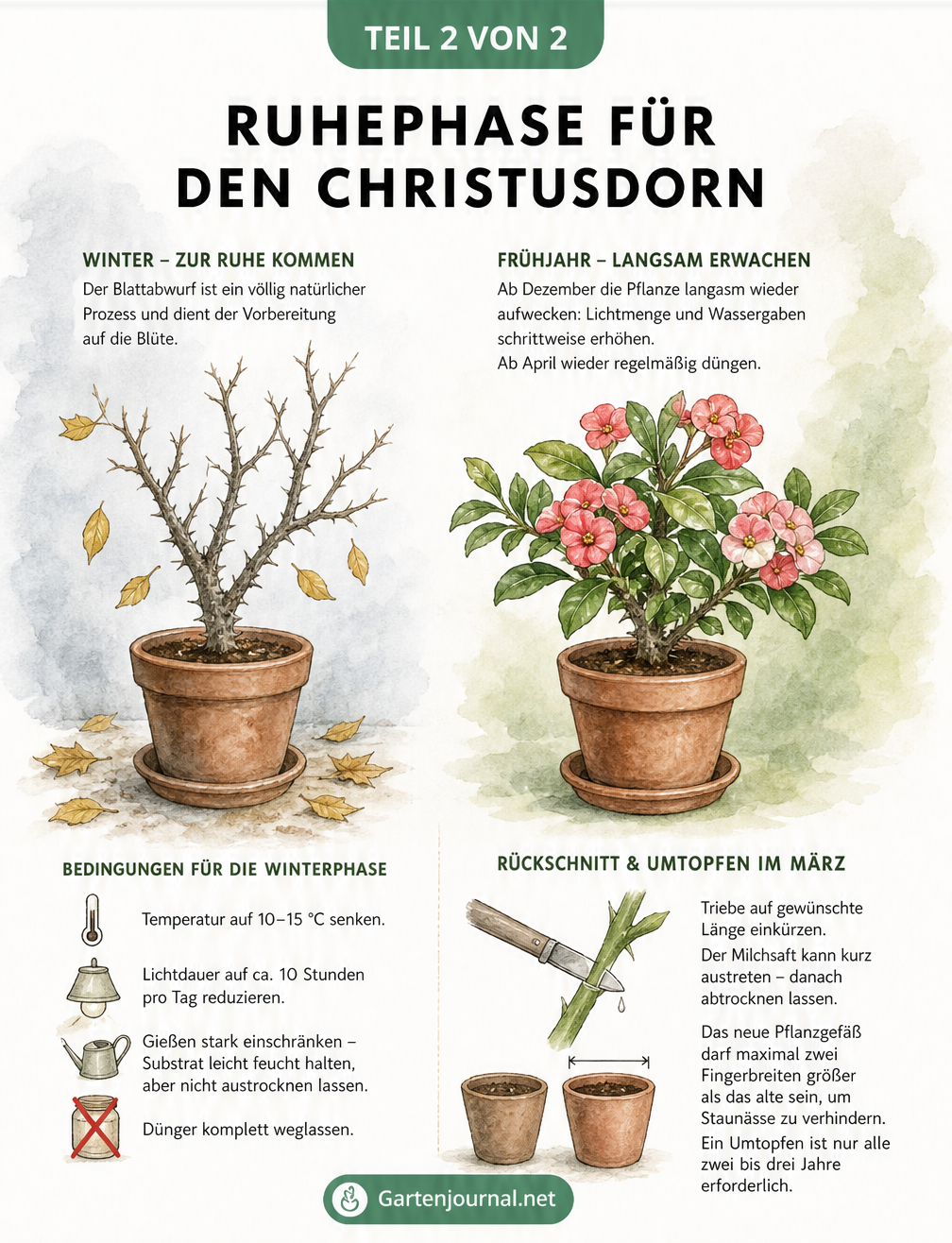 Illustration des Christusdorns im Jahreszyklus mit Winterruhe und Frühlingsaustrieb sowie Tipps zum Rückschnitt