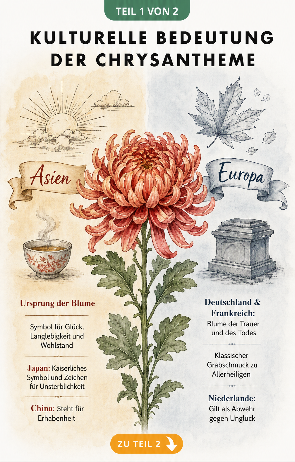 Botanische Vintage-Illustration einer Chrysantheme mit kultureller Bedeutung in Asien und Europa
