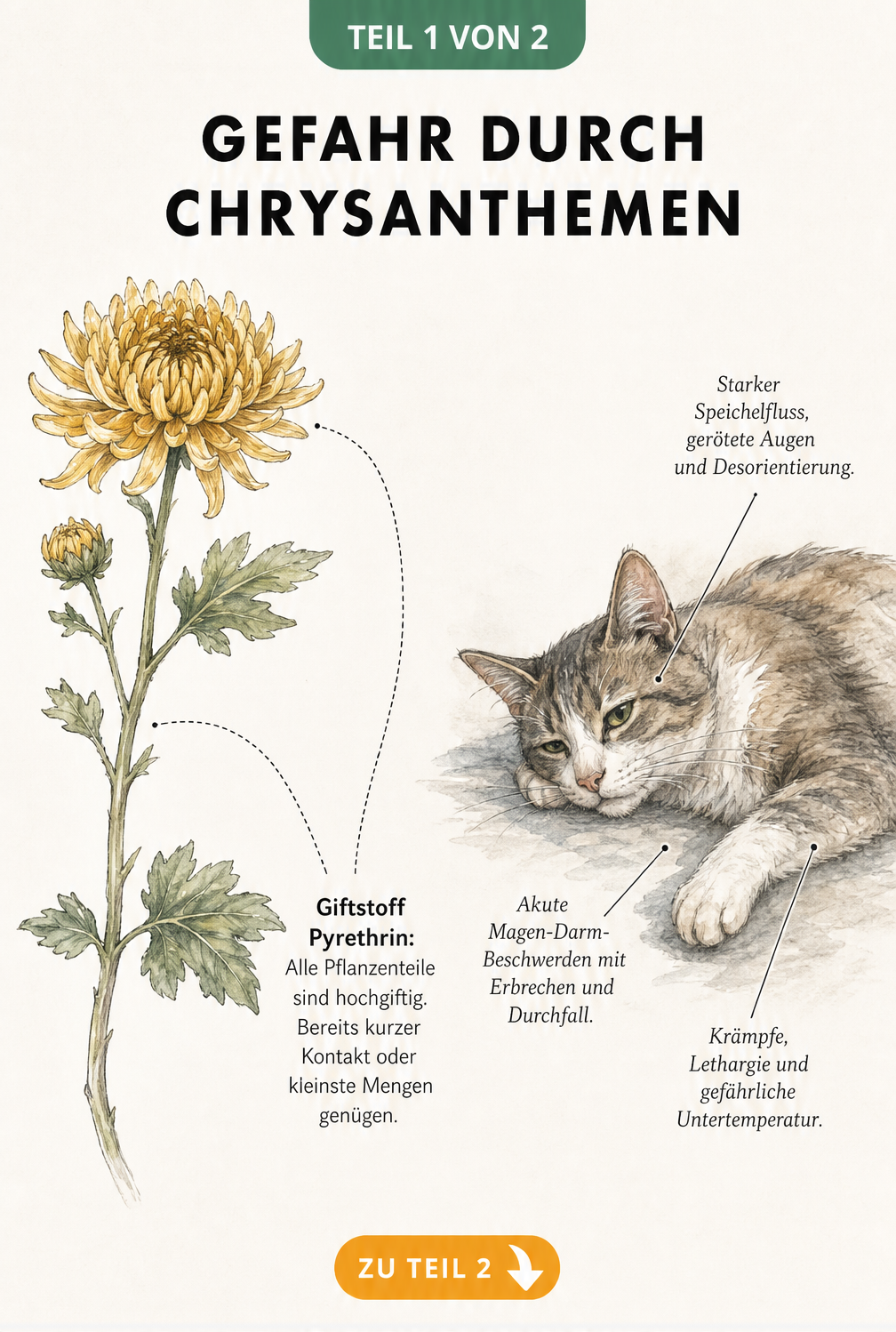 Botanische Illustration einer Chrysantheme und einer Katze, die die giftigen Pflanzenteile und die Symptome einer Vergiftung durch Pyrethrin zeigt.
