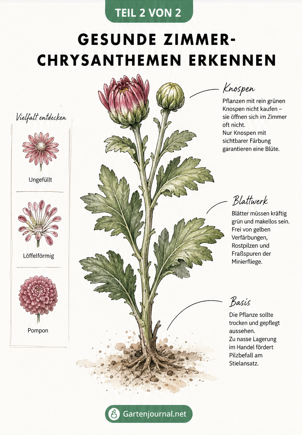Detaillierte Zeichnung eines Chrysanthemen-Triebs mit Hinweisen zu gesunden Knospen, Blättern und Wuchs