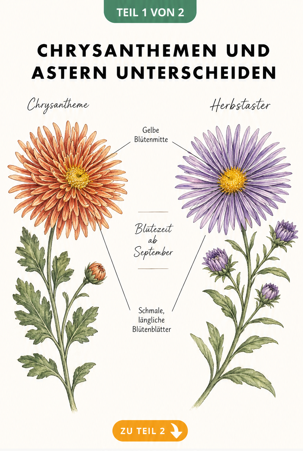 Botanische Illustration: Vergleich von ungefüllter Garten-Chrysantheme und Herbstaster mit Hinweisen auf gemeinsame Merkmale wie gelbe Blütenmitte und schmale...