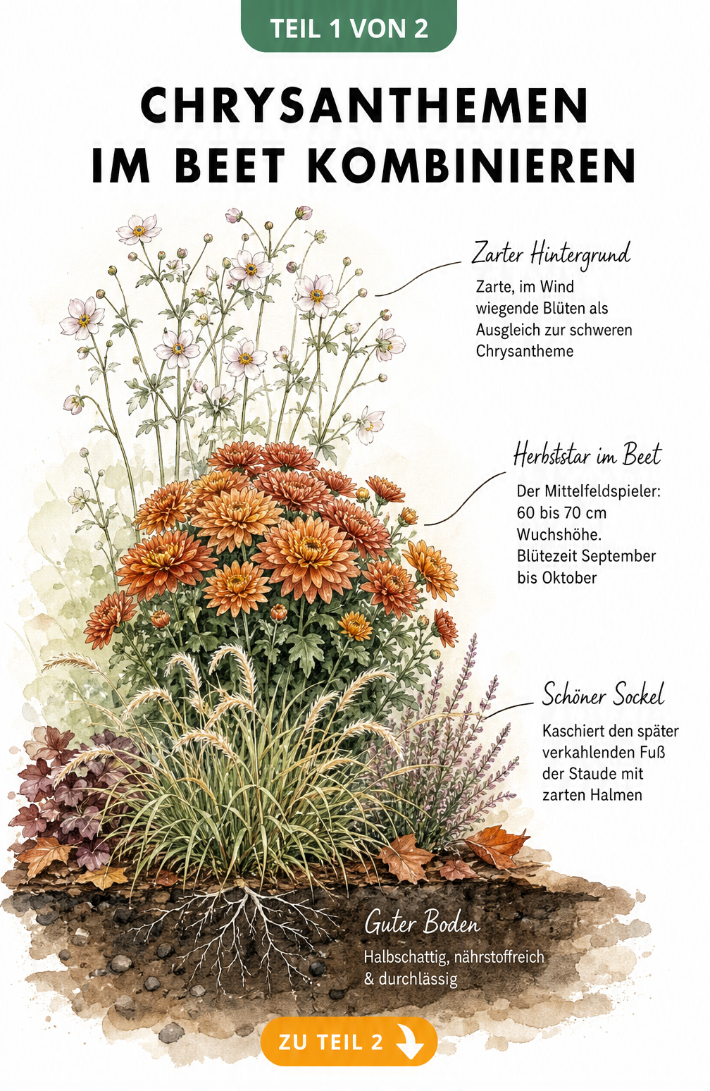 Aquarell-Illustration eines herbstlichen Blumenbeets mit Chrysantheme, Japan-Anemone und Federgras, gestaffelt nach Wuchshöhe.
